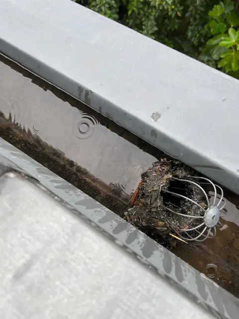 Crapaudine de descente d'eaux pluviales entièrement obstruée par les feuilles, l'eau ne s'évacue plus