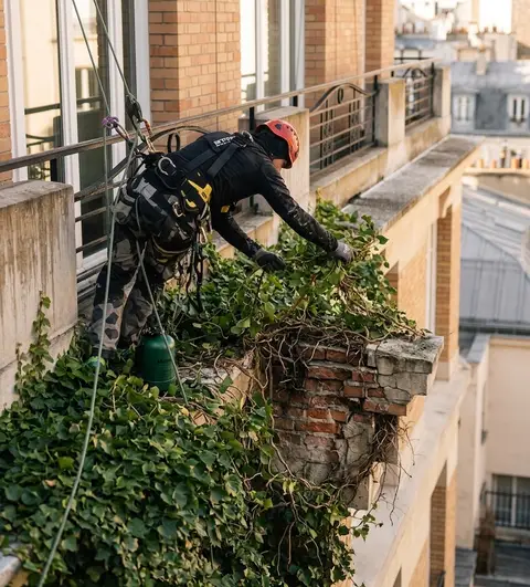 Cordiste suspendu retirant du lierre envahissant sur le balcon et la corniche d'un immeuble